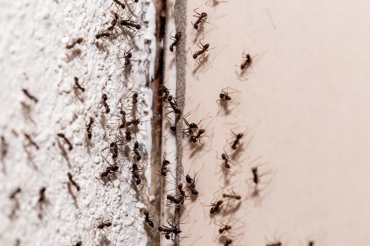 White Ant Control NSW introduces fire ant controls near Enfield logistics hub - MHD